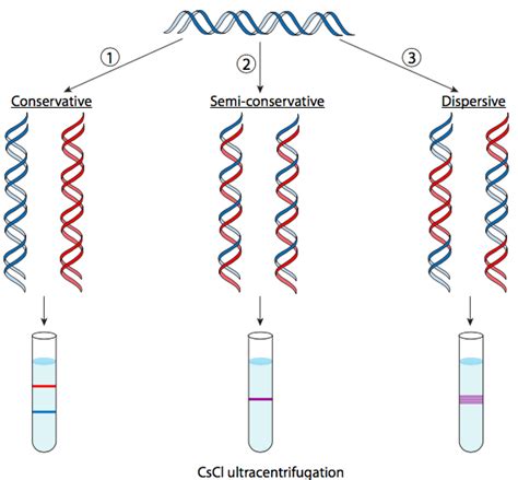 semiconservative replication model.